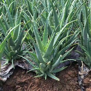 ��צ���J�C �ձ��J�Cș���J�C�~Ƭ ľ���J�C���r��ժ����ֱ�N����