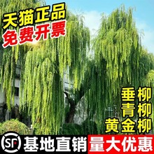 ������紹���S��������ֱ�����̾G���е����L������ͺ��Nֲ��ľ