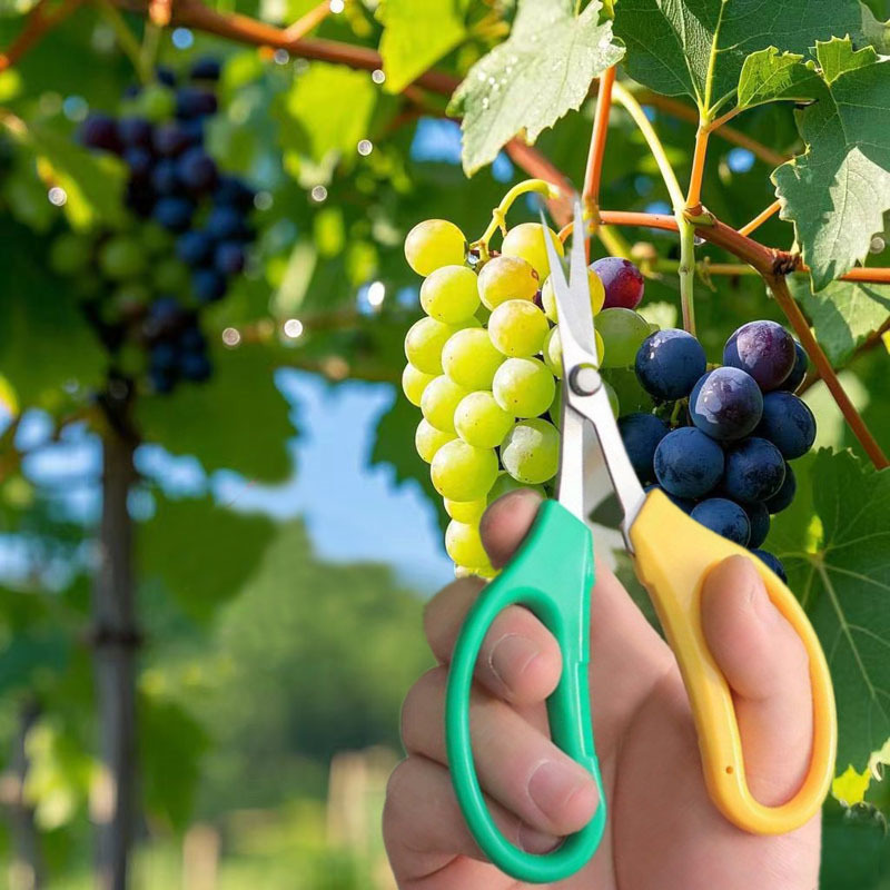 不锈钢葡萄采摘剪 翘头稀果剪 果园农户家用园艺水果采摘修枝工具