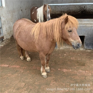 儿童骑乘小矮马活体矮马活体活物设特兰矮马骑乘宠物马景区拉车马