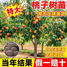 �Ҙ����޽�ˮ���Ҙ��������ش������Ϸ������Nֲ��Ʒ�N�ͺ���ľ
