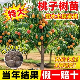 �Ҙ����޽�ˮ���Ҙ��������ش������Ϸ������Nֲ��Ʒ�N�ͺ���ľ