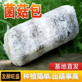盆栽;仙人掌及多肉;科学实验玩具