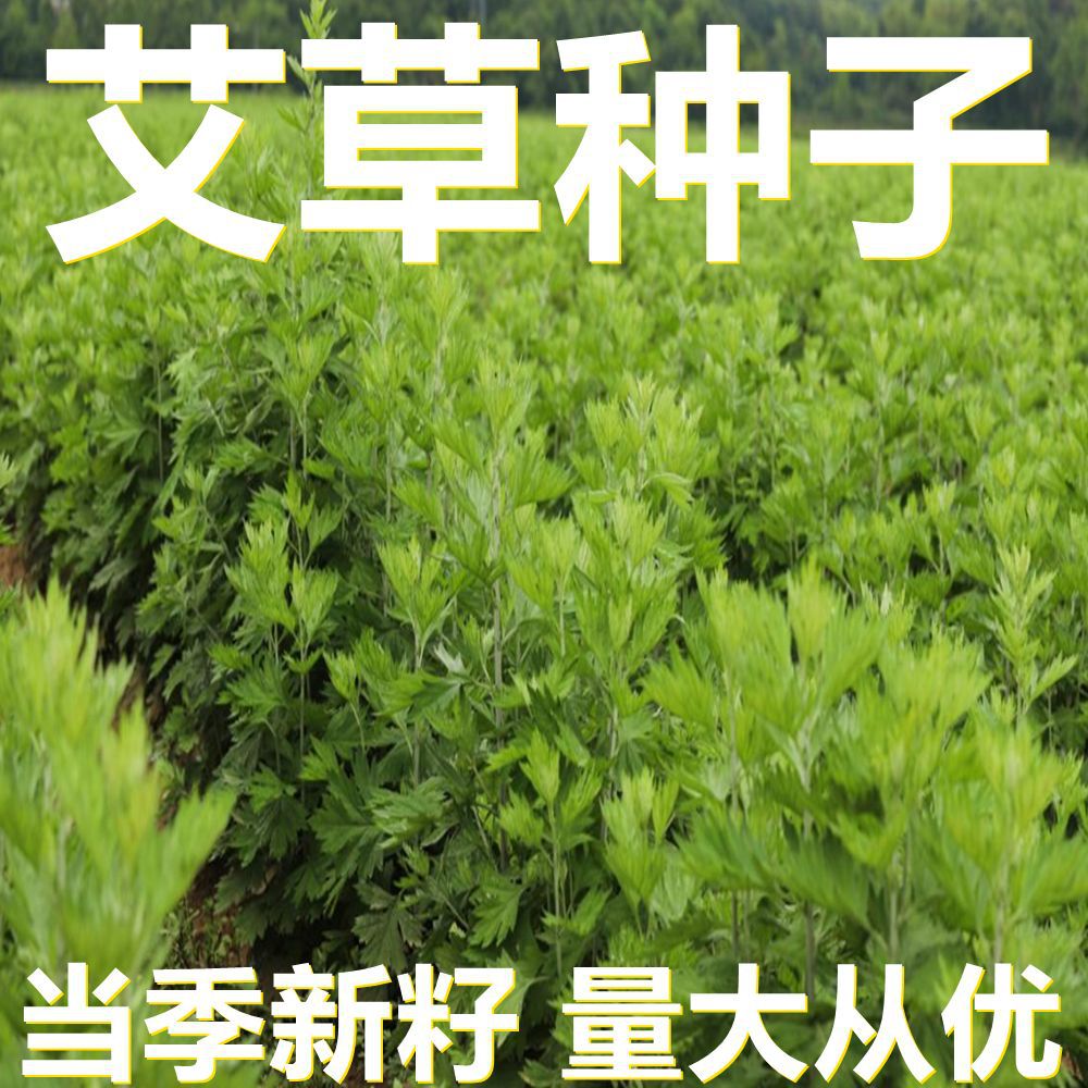 艾草种子 250-500克袋装散装 产地直供 当季新籽 庭院植物种子
