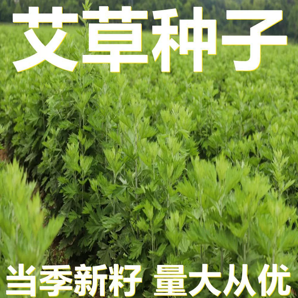 Семена полыни 250-500г фасованные оптом, прямые поставки с места происхождения, сезонные новые семена, семена садовых растений