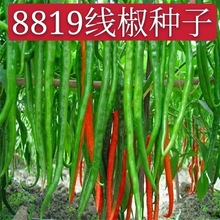 8819�߽�������������������Ƥ�������߽�ũ���߲�����