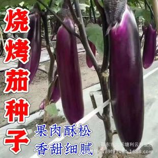 �����ѷN�Ӻ�Ƥ�ְ��Ϻ�ī���L�ѷN�ӟ������Ӵ��￹���߮a���\ݔ