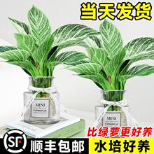 �K���ˮ��ֲ���҃�����B�G�}�ļ��G�������G�q���ܾGֲ�������l