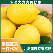 四川安岳尤力克黄柠檬 当季新鲜水果一级大果整箱装一件代发批发