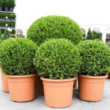 小叶黄杨球瓜子黄杨四季常青别墅地栽庭院花坛耐寒绿化植物篱笆墙