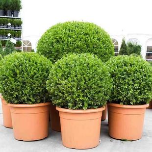 С�~�S��������S���ļ������e������ͥԺ�����ͺ��G��ֲ��h�ʠ�