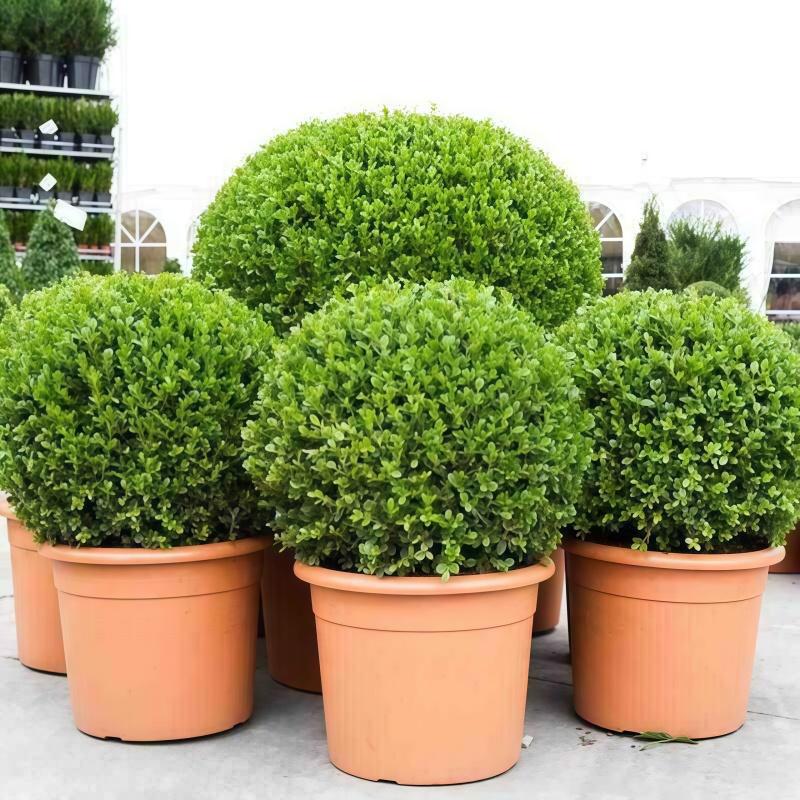 小叶黄杨球瓜子黄杨四季常青别墅地栽庭院花坛耐寒绿化植物篱笆墙