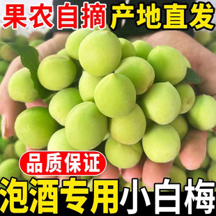 ��ɽҰ����С��÷�������r��÷���F��ժ�r���ݾ�����÷���t��ˮ��