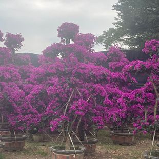 ������ɫ�ն��N���^ ���ݻ������l �V�|��ɫ����÷�����@���쾰