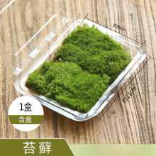 鲜活苔藓植物 白发藓微景观生态瓶diy材料水陆缸造景假山盆景青苔