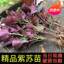 �r�����K��20�Î��������l�Fժ�r�����K���ԝ����ʳ���K���~���l