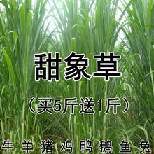 批发台湾甜象草种子养殖牧草种子畜牧多年生牧草牛羊饲料喂牛饲料