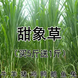 盆栽;种子;树苗