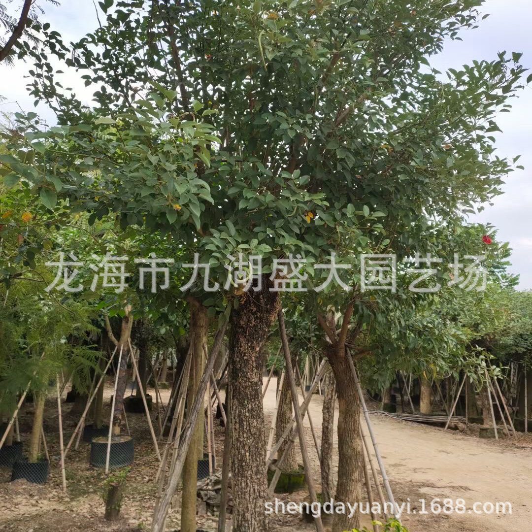 福建鸡冠刺桐批发 云南鸡冠刺桐价格 浙江鸡冠刺桐 象牙红基地