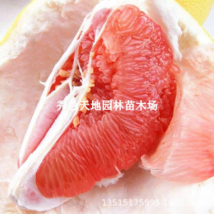 ���Ә���޽ӹ�������ĵ��R�Ҽt������ͥԺ�ϱ����ļ��Nֲˮ����