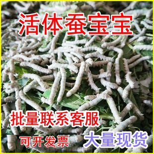 蚕宝宝活体金丝彩色白幼蚕学生养蚕套装蝉春蚕五龄3龄蚕卵送桑叶-阿里巴巴