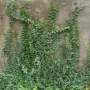 小叶护坡攀缘植物卫矛