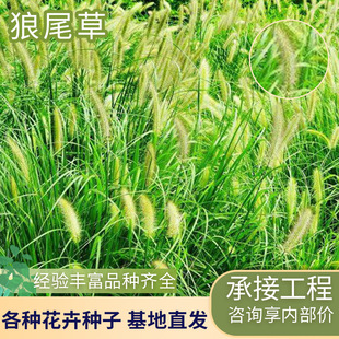 Nursery Base Batch Pennisetum Hair Small Rabbit Pennisetum Ornamental Grass Ground Cover Flower Bed Plant Pennisetum Seedlings