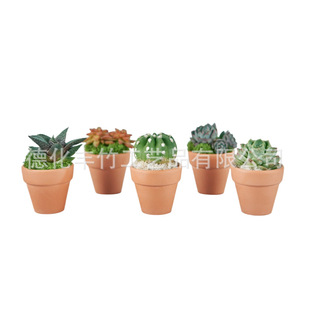 Terracotta Pot�t��������������