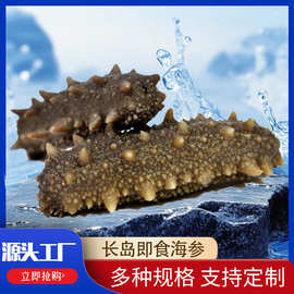 厂家供应长岛即食海参冷冻独立包装 鲜食劲道口感海刺参批发定制
