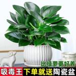 大叶金钻盆栽室内绿公主土培吸甲醛净化空气绿植四季常青好养植物
