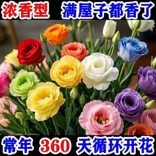 ��̴��l��۹��N���҃��ļ��N�׻����Ի��������_�����N��