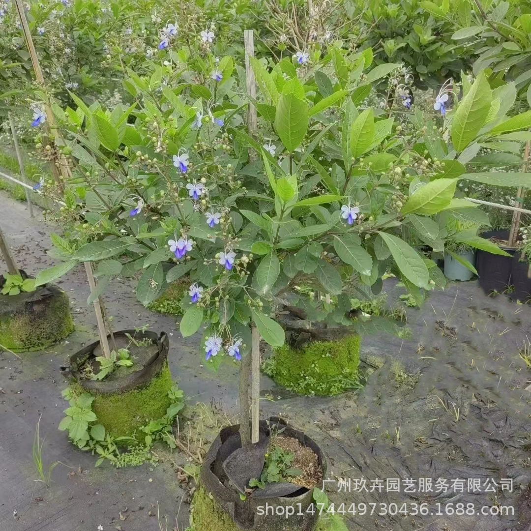 Синяя бабочка Ирис Цветок Леденец в горшке Крытый и открытый просмотр цветов Зеленое растение Сад Двор Благоустройство Цветочная база Прямые продажи