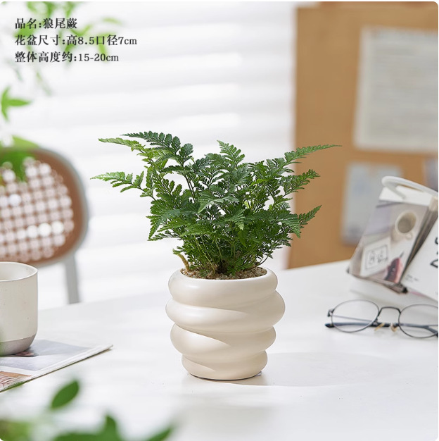 Salón de estar, escritorio de estudio, plantas verdes, resistencia al frío, resistencia a la sombra, fácil mantenimiento de hoja perenne.