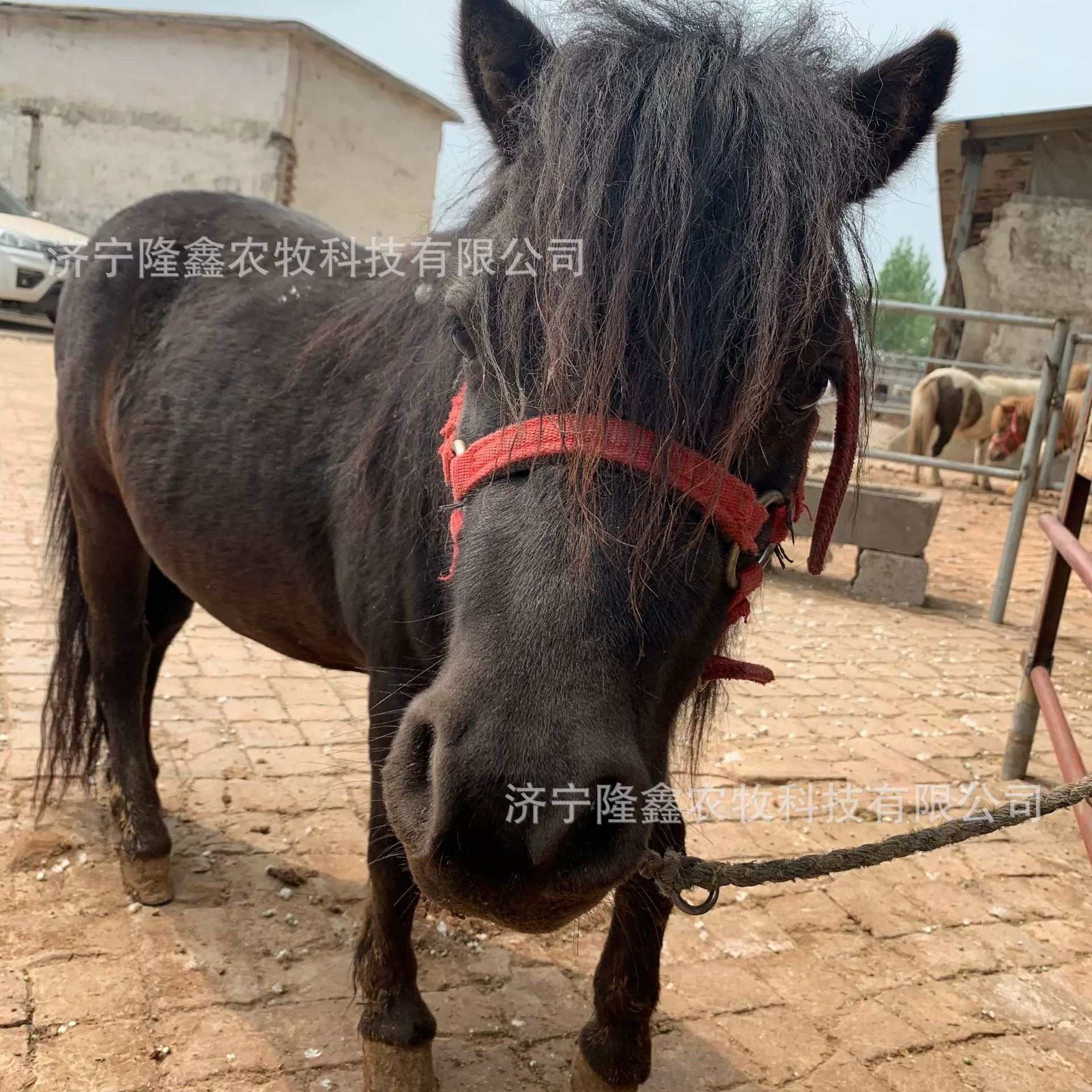 Сколько стоит лошадь для продажи пони