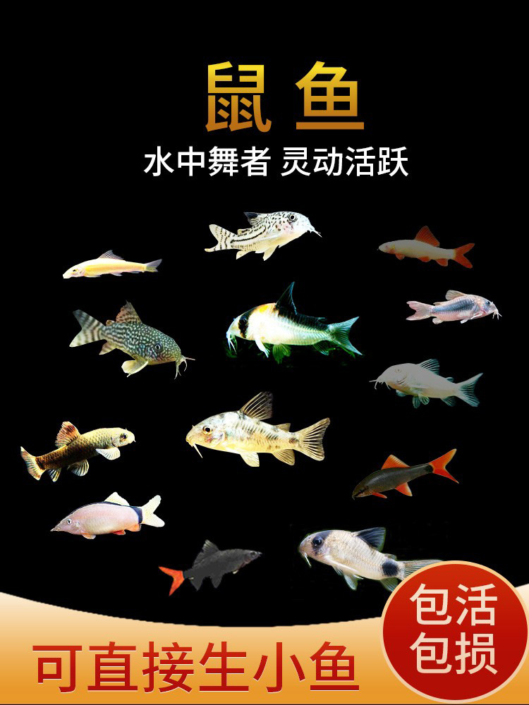 金苔鼠鱼清道夫鱼清洁清苔鼠热带观赏鱼鼠鱼缸除藻鱼工具鱼鱼活体