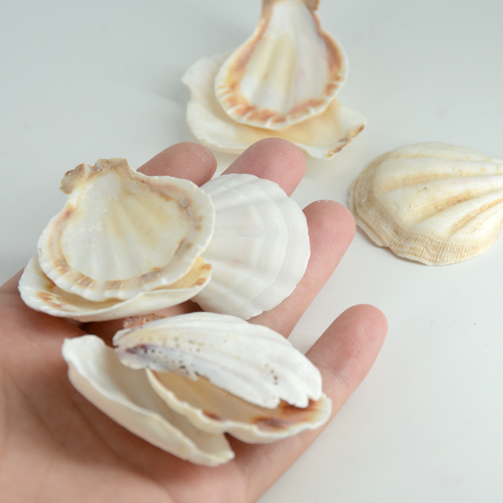 福海人家/厚白扇贝 海螺墙贴 DIY微景观装饰水族地台风铃花色贝壳