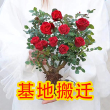 鲜花云南基地直发盆栽花卉植物室内花卉绿植四季开花月季花苗玫瑰