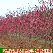 t~Ҙ޽~G~҄eLͥԺ^pһ