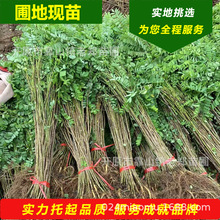 l|뻱o¹ľ|օ뻱Сľ