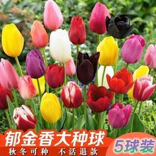 荷兰进口郁金香花卉种球室内外耐寒植物庭院盆栽阳台室内四季种子