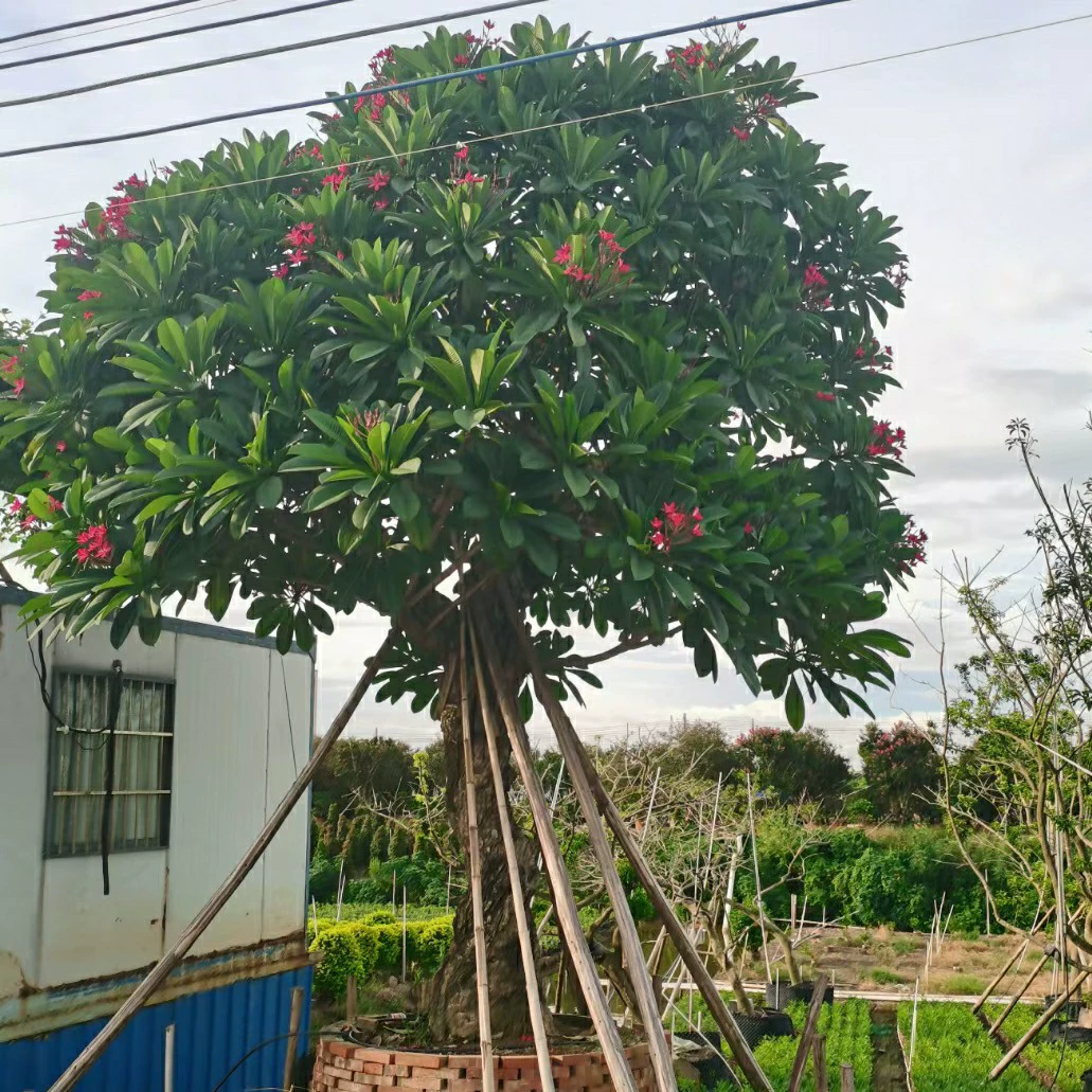 230216 база поставляет старые кучи с высоким шестом, сафлорой, яичным цветком, большим деревом, диаметром 50 см