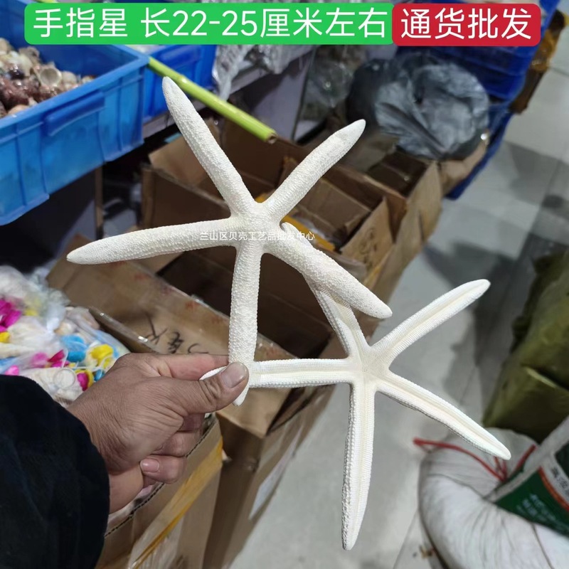 天然ヒトデ各種、人気の天然ヒトデの壁掛け飾り、装飾ステッカー、工芸品、アクセサリー、置物、標本コレクション|undefined