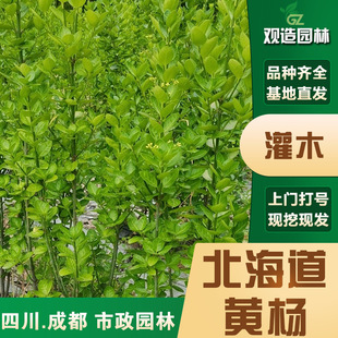 Hokkaido Boxwood Seedlings Sichuan Landscaping Project Road Garden Courtyard Fence Wall Green Hedge Holly Saplings