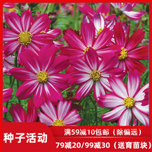 虹越花卉种子波斯菊/大花波斯菊/硫华菊等春夏播格桑花花种