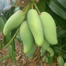 生吃酸芒果象牙芒5斤广西百色特产新鲜水果1/3斤四季酸脆青芒果