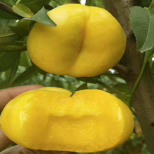 ����ҿ�ζ�îa�����S������� ������7�Ҙ����ϱ����NֲҎ���Rȫ