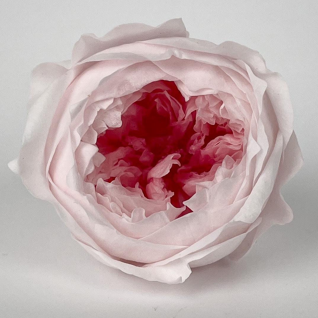 Flores inmortales Osborne Clase A llavero colgar caja de regalo DIY hecha a mano flor de novia tocado de flores frescas flores secas