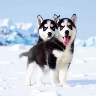 纯种哈士奇犬中型宠物活体狗狗哈士奇雪橇犬宠物犬幼崽小狗活物