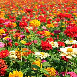 百日草花种籽子四季播种开花百日菊花籽种易活庭院野花组合种子