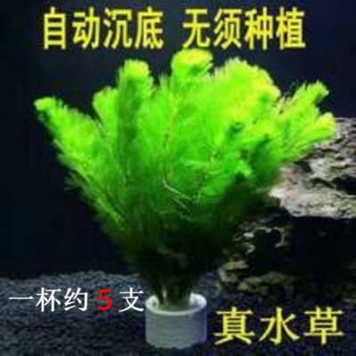 鱼缸水草真好养耐活真植物绿菊造景装饰厂家批发独立站批发速卖通